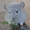 Кохинор